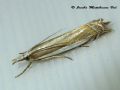 Crambus pascuella